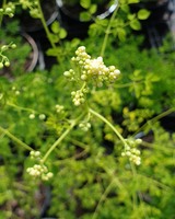 Thalictrum delavayi 'Album'
